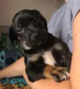 Cachorro raça SRD  idade Abaixo de 2 meses nome Sem nome
