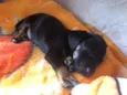 Cachorro raça SRD  idade Abaixo de 2 meses nome Sem nome