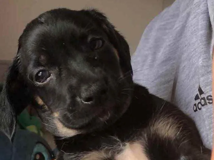 Cachorro raça SRD  idade Abaixo de 2 meses nome Sem nome