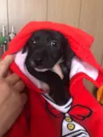 Cachorro raça SRD  idade Abaixo de 2 meses nome Sem Nome