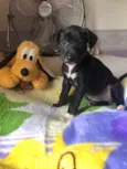 Cachorro raça SRD  idade Abaixo de 2 meses nome Sem Nome