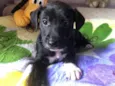 Cachorro raça SRD  idade Abaixo de 2 meses nome Sem Nome