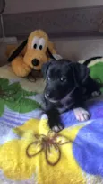 Cachorro raça SRD  idade Abaixo de 2 meses nome Sem Nome