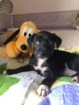 Cachorro raça SRD  idade Abaixo de 2 meses nome Sem Nome