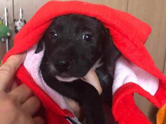 Cachorro raça SRD  idade Abaixo de 2 meses nome Sem Nome