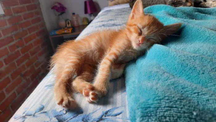 Gato raça  idade Abaixo de 2 meses nome Fred