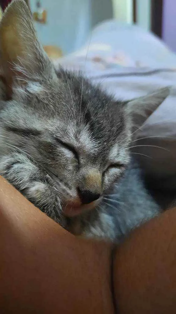 Gato raça  idade Abaixo de 2 meses nome Sally
