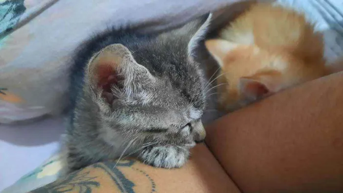 Gato raça  idade Abaixo de 2 meses nome Sally