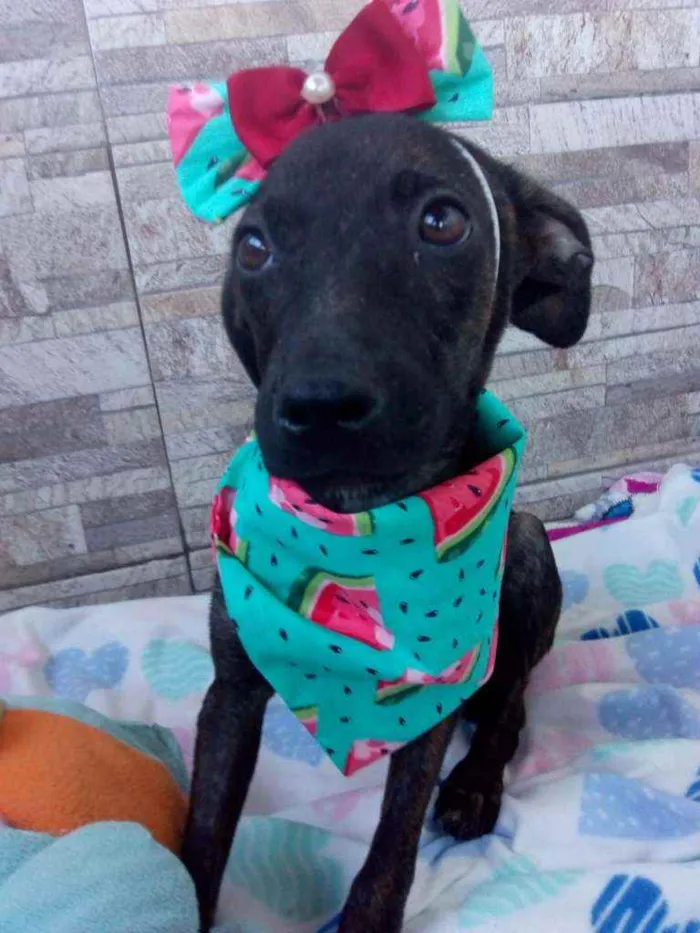 Cachorro raça Srd idade 2 a 6 meses nome Spfia 