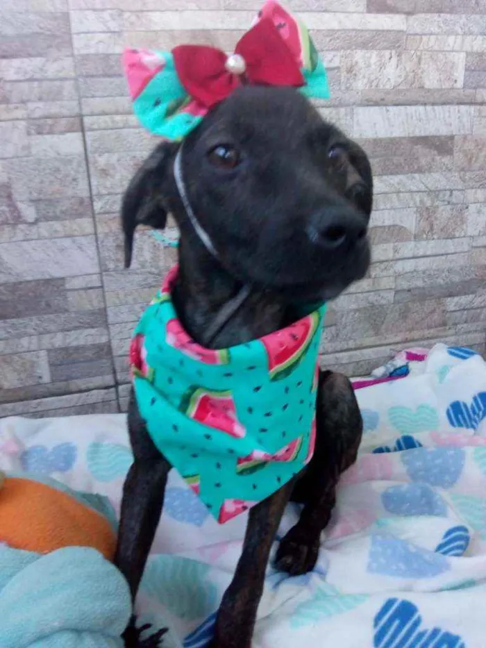 Cachorro raça Srd idade 2 a 6 meses nome Spfia 