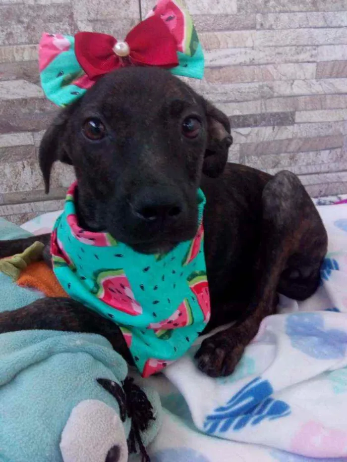 Cachorro raça Srd idade 2 a 6 meses nome Spfia 