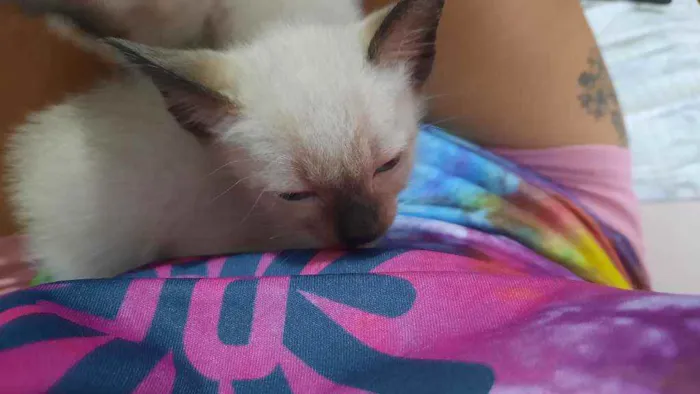 Gato raça Siamês idade Abaixo de 2 meses nome Gêmeos branquinhos