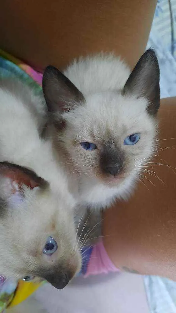 Gato raça Siamês idade Abaixo de 2 meses nome Gêmeos branquinhos