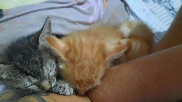 Gato raça  idade Abaixo de 2 meses nome George