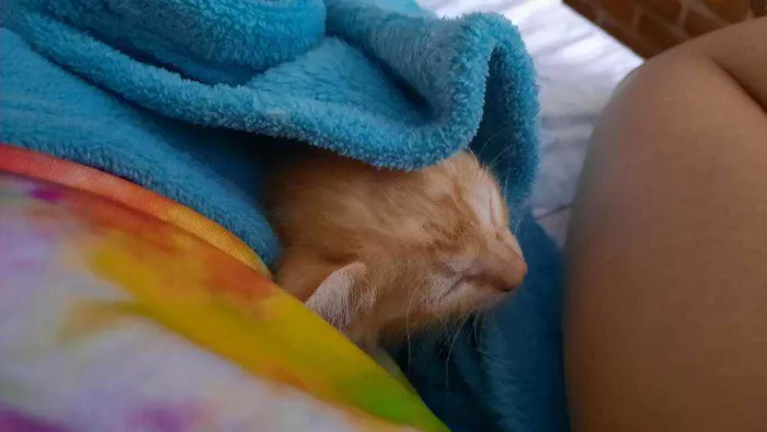 Gato raça  idade Abaixo de 2 meses nome George