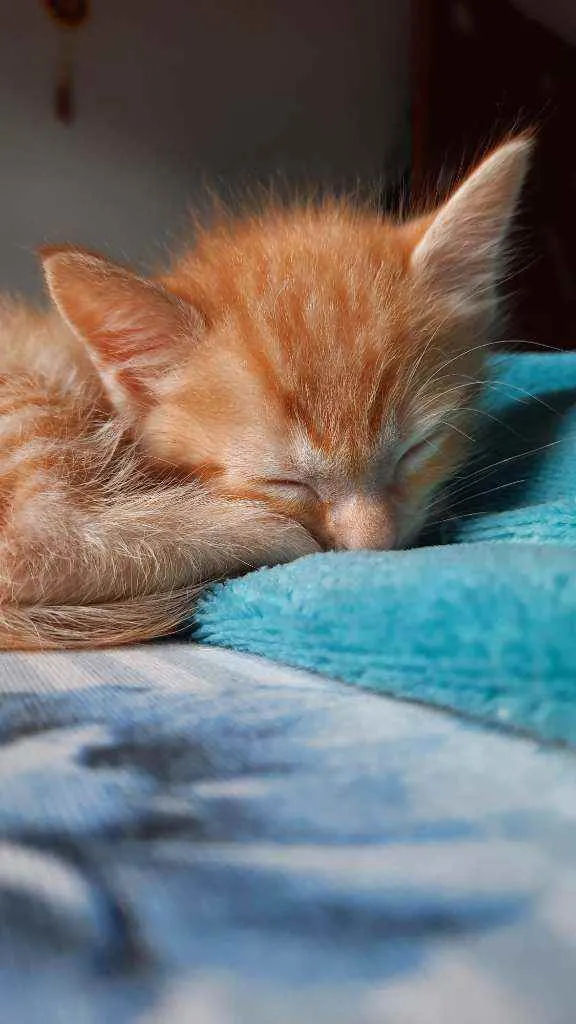 Gato raça  idade Abaixo de 2 meses nome George