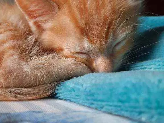 Gato raça  idade Abaixo de 2 meses nome George