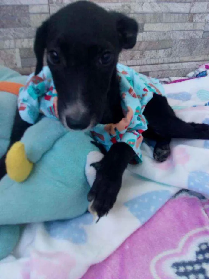 Cachorro raça Srd idade 2 a 6 meses nome Peter