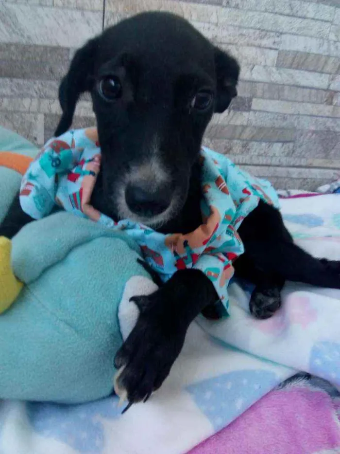 Cachorro raça Srd idade 2 a 6 meses nome Peter