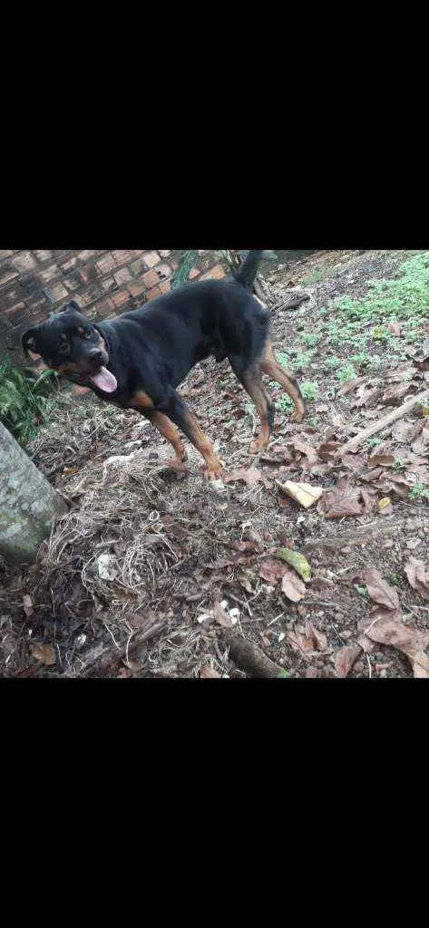 Cachorro ra a Hottwailler  idade 3 anos nome Marley 