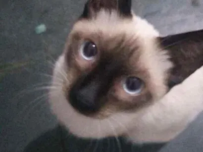 Gato raça SRD idade 7 a 11 meses nome Dior