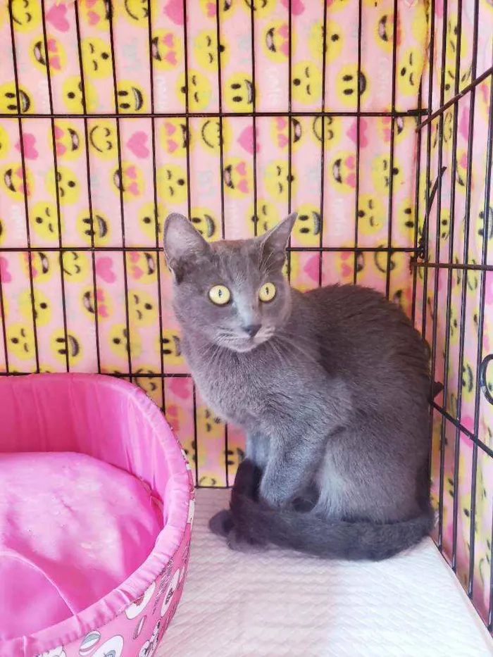 Gato raça Srd  idade 7 a 11 meses nome Charlotte