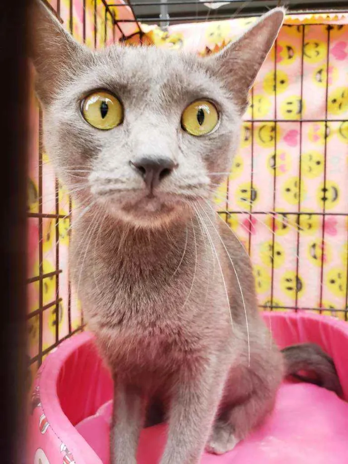 Gato raça Srd  idade 7 a 11 meses nome Charlotte