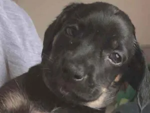 Cachorro raça SRD  idade Abaixo de 2 meses nome Sem nome