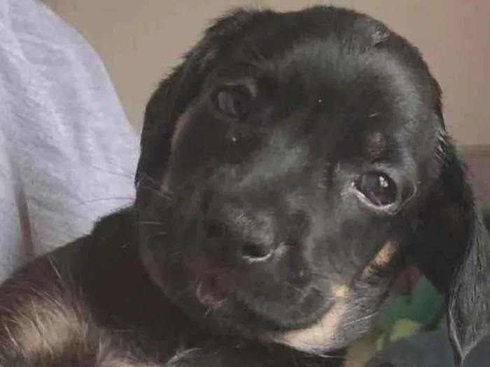 Cachorro raça SRD  idade Abaixo de 2 meses nome Sem nome