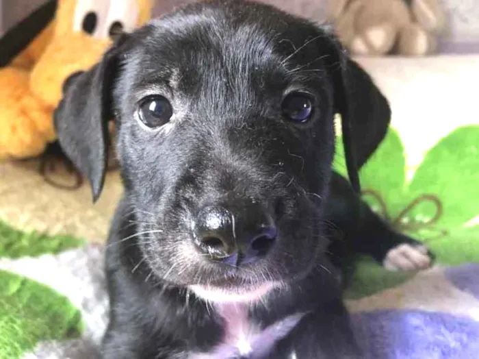 Cachorro raça SRD  idade Abaixo de 2 meses nome Sem Nome