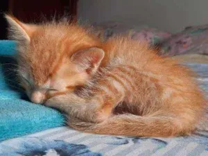 Gato raça  idade Abaixo de 2 meses nome Fred