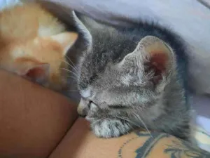 Gato raça  idade Abaixo de 2 meses nome Sally