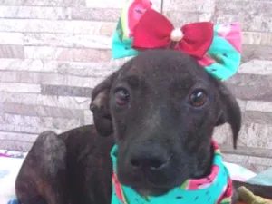 Cachorro raça Srd idade 2 a 6 meses nome Spfia 