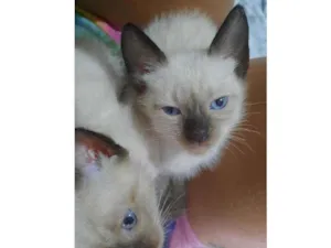 Gato raça Siamês idade Abaixo de 2 meses nome Gêmeos branquinhos