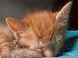 Gato raça  idade Abaixo de 2 meses nome George