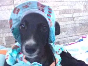 Cachorro raça Srd idade 2 a 6 meses nome Peter