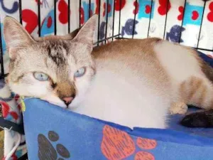 Gato raça Srd  idade 1 ano nome Benício
