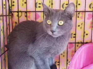 Gato raça Srd  idade 7 a 11 meses nome Charlotte