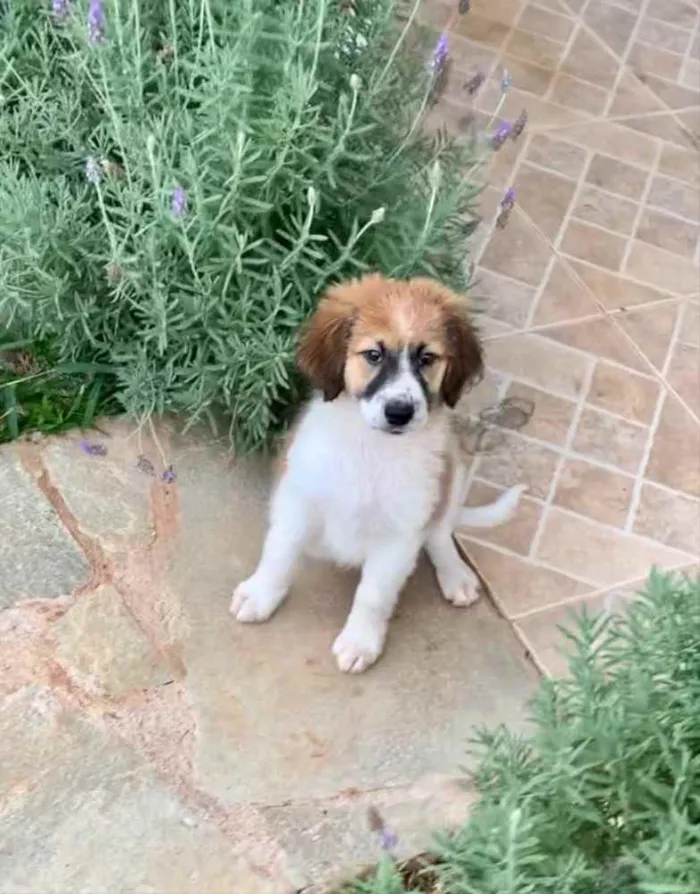 Cachorro ra a SRD idade Abaixo de 2 meses nome Boruto