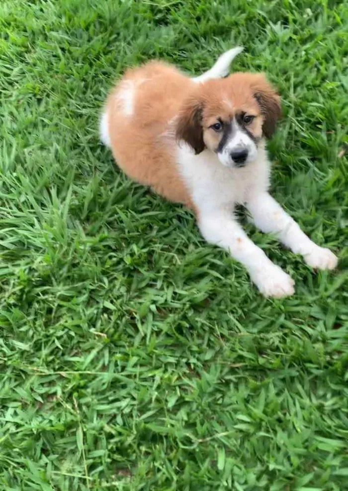 Cachorro ra a SRD idade Abaixo de 2 meses nome Boruto
