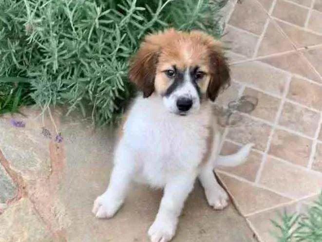 Cachorro ra a SRD idade Abaixo de 2 meses nome Boruto