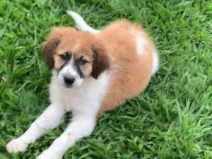 Cachorro raça SRD idade Abaixo de 2 meses nome Boruto