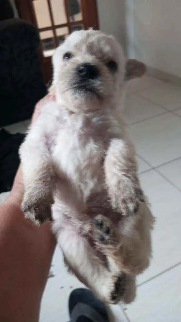 Cachorro raça SRD  idade Abaixo de 2 meses nome Lindos bbs