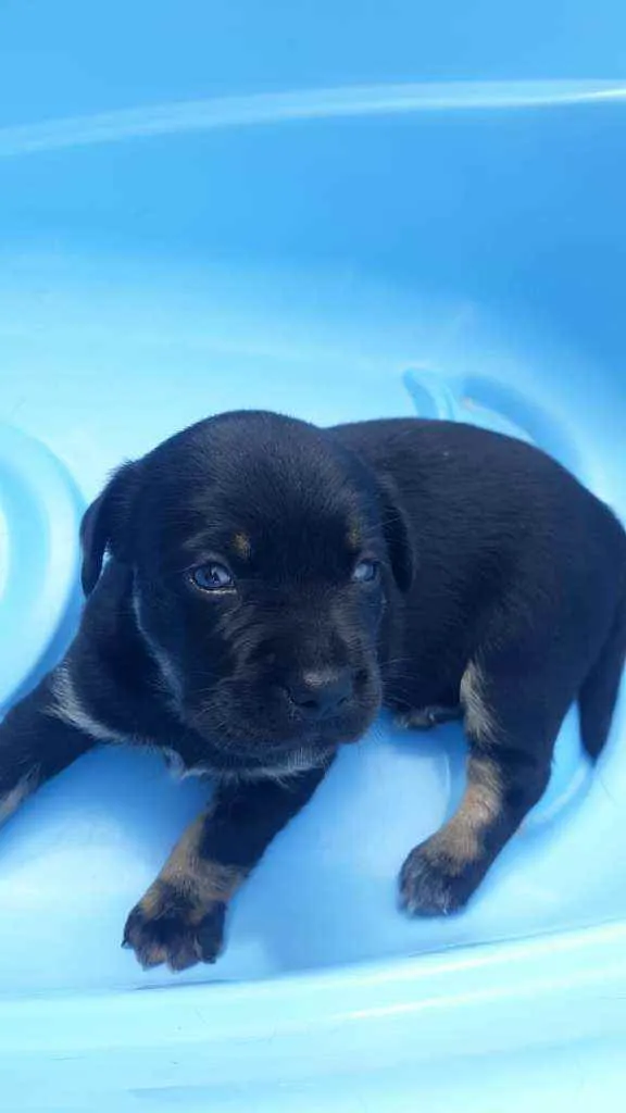 Cachorro raça SRD idade Abaixo de 2 meses nome Bella