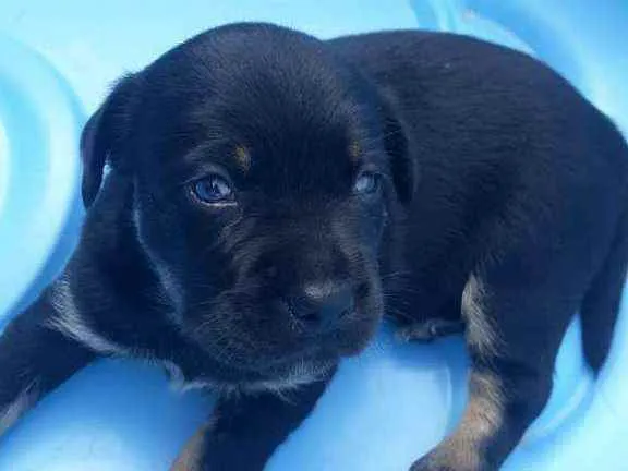 Cachorro raça SRD idade Abaixo de 2 meses nome Bella