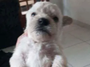 Cachorro raça SRD  idade Abaixo de 2 meses nome Lindos bbs