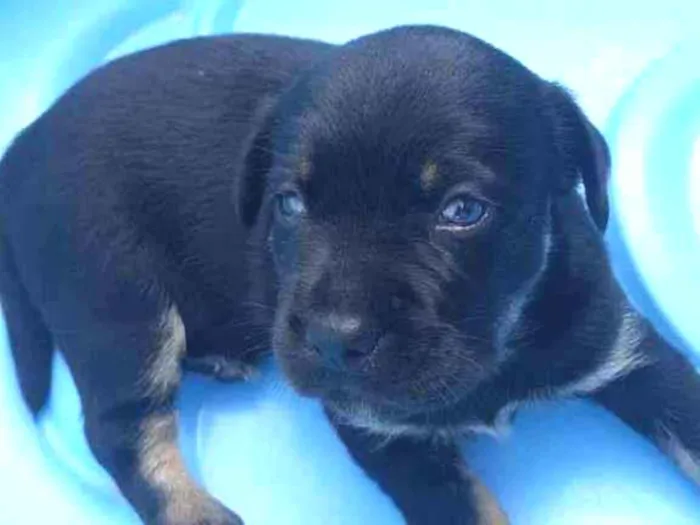 Cachorro raça SRD idade Abaixo de 2 meses nome Bella