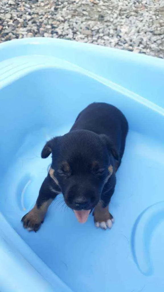 Cachorro raça Srd idade Abaixo de 2 meses nome Rock