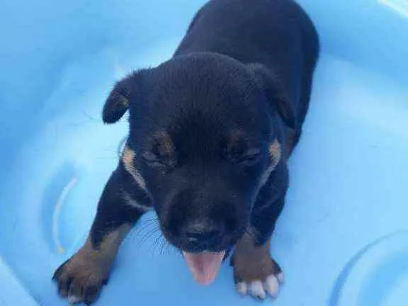 Cachorro raça Srd idade Abaixo de 2 meses nome Rock