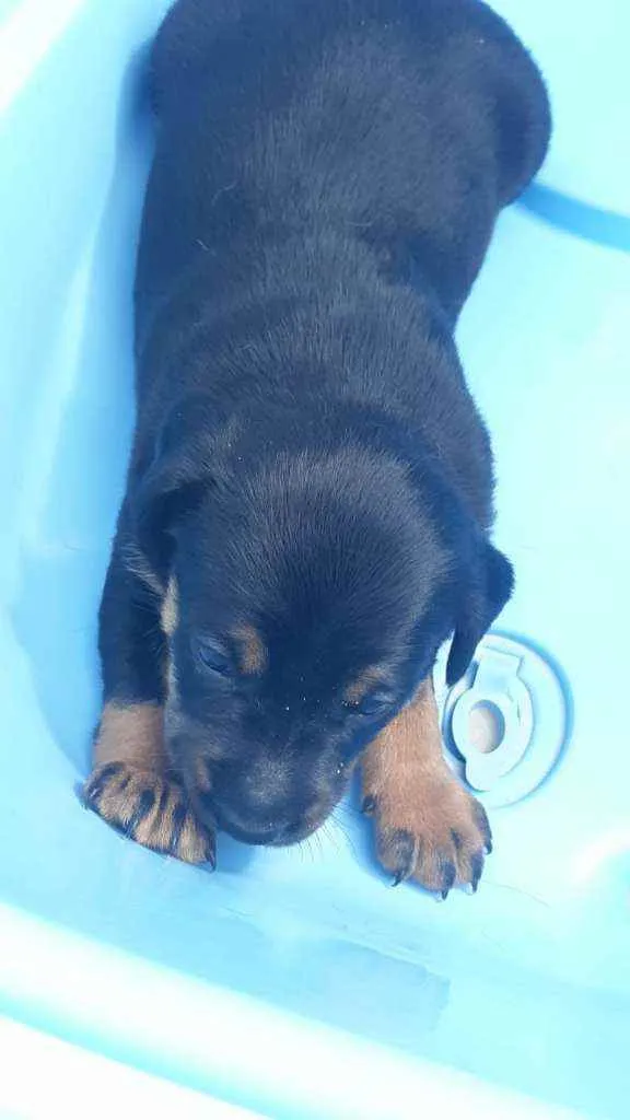 Cachorro raça Srd idade Abaixo de 2 meses nome Rock